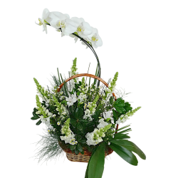 Cesta especial com orquídea...