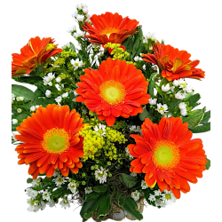 Arranjo com 6 gerberas - 1393